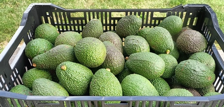 By the Crate (60+ Hass Avocados)