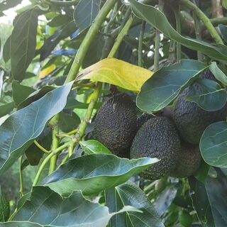 Fresh Avocados