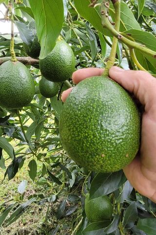 BOX of Reed Avocado Mixed Size (2-2.4kg)