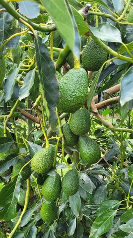 Value Pack Mixed Size Hass Avos (2-2.3kg)